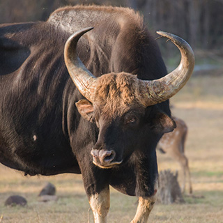 Kabini - Gaur